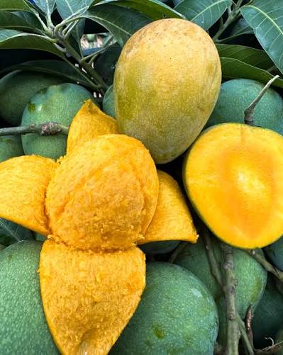 🥭হিমসাগর আম: স্বাদ, পুষ্টি ও স্বাস্থ্য উপকারিতার সম্পূর্ণ গাইড